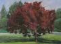 The Red Tree, Oil on Gessoed Masonite Panel, 8” x 10” (SOLD)